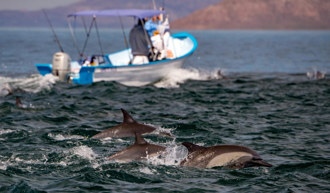 Delfín común saltando en el océano