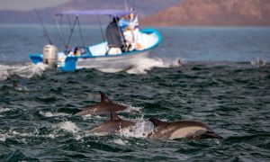 Delfín común saltando en el océano