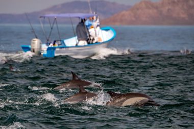 Delfín común saltando en el océano