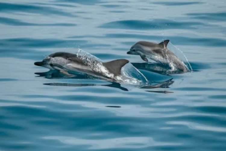 Dolphins in Mogán
